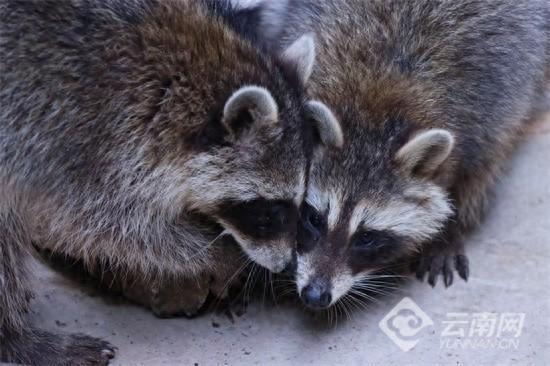 群益证券 萌宠入驻迎客来！昆明青龙峡景区焕新亮相